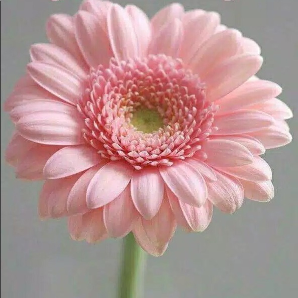 Meet your Posher, Yasmin